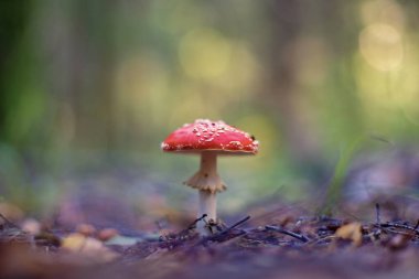 (Sinek Agaric veya Amanita sinek Sinek mantarı)