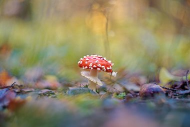 (Sinek Agaric veya Amanita sinek Sinek mantarı)
