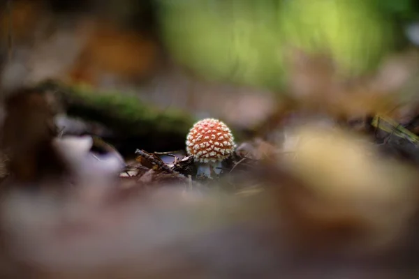 Amanita muscaria (Fly Agaric ou Fly Amanita ) — Fotografia de Stock