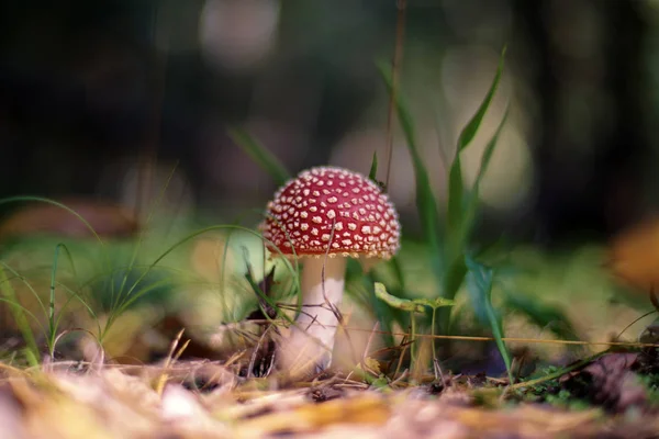 Аманита мускарийская (Fly Agaric or Fly Amanita) ) — стоковое фото