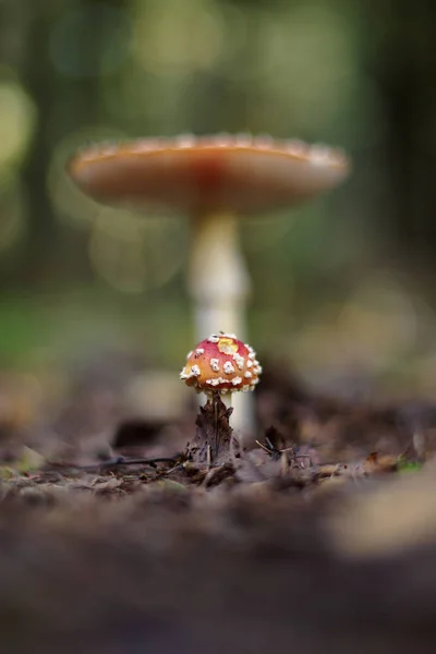 Amanita muscaria (Fly Agaric o Fly Amanita ) —  Fotos de Stock