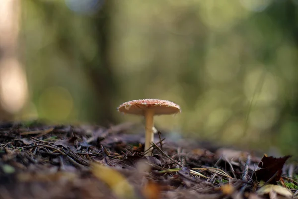 Amanita muscaria (Fly Agaric o Fly Amanita ) —  Fotos de Stock