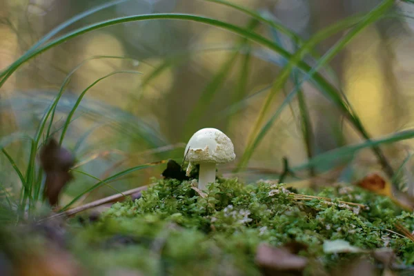 Amanita citrina (gorra falsa de la muerte, Citron Amanita ) —  Fotos de Stock