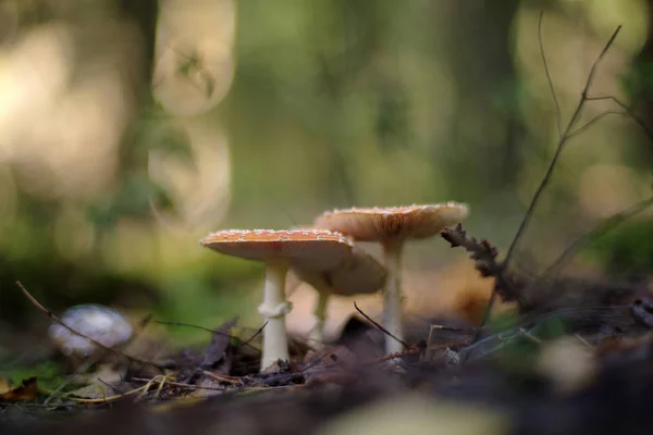 Amanita muscaria (Fly Agaric o Fly Amanita ) —  Fotos de Stock