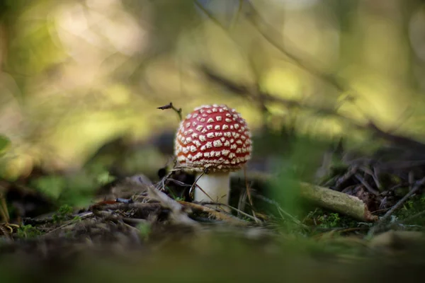 Аманита мускарийская (Fly Agaric or Fly Amanita) ) — стоковое фото