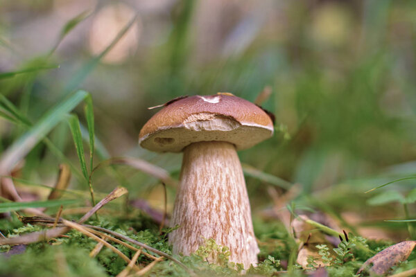 Boletus edulis (penny bun, cep, porcino or porcini)