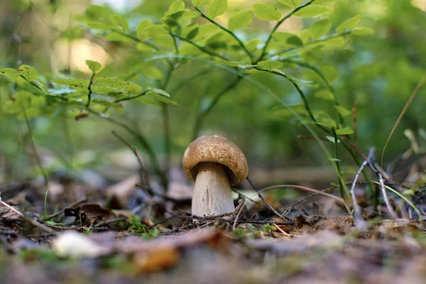 Boletus edulis (bollo de centavo, cep, porcino o porcini ) —  Fotos de Stock