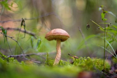 Leccinum scabrum veya huş ağacı bolete