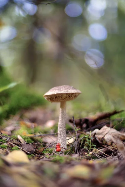 Leccinum Scabrum Vagy Nyírfa Bolete — Stock Fotó