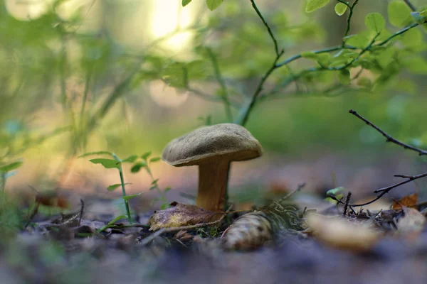 Xerocomus Subtomentosus Bolete Agrietado Amarillo —  Fotos de Stock