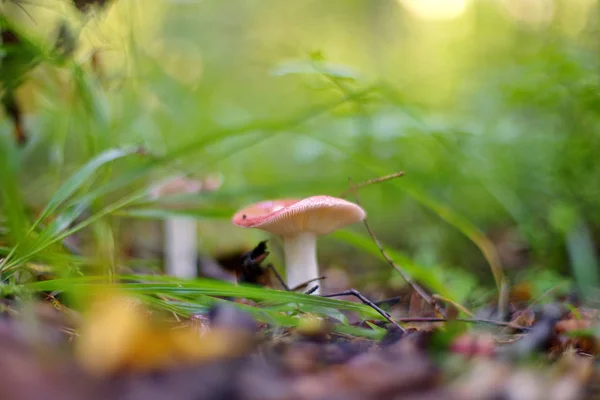 Russula Bosque —  Fotos de Stock