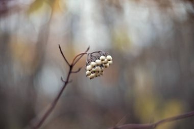 Cornus alba (kırmızı-havladı, Sibirya kızılcık)