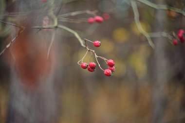 (Alıç, thornapple, berry Crataegus)