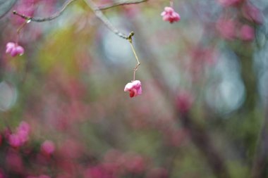 Euonymus verrucosus (iğ, tohum)
