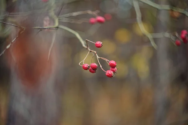 Alıç Thornapple Berry Crataegus — Stok fotoğraf