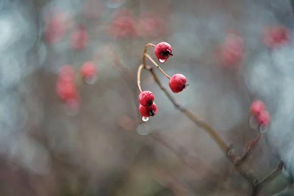 Crataegus Biancospino Spina Bacca — Foto Stock