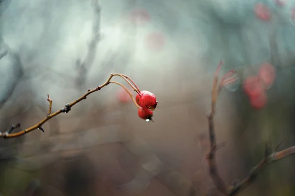 Crataegus Galagonya Thornapple Bogyó — Stock Fotó