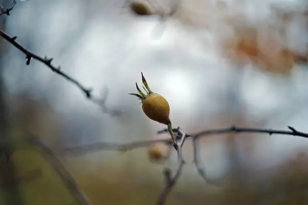 Mespilus Germanica Mispel Berry — Stockfoto