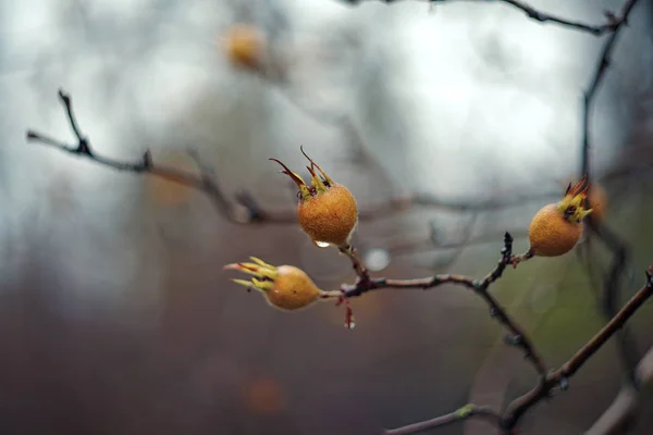 Mespilus Germanica Naspolya Bogyó — Stock Fotó