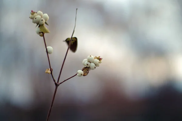 Symphoricarpos Snowberry Waxberry Ghostberry — 스톡 사진