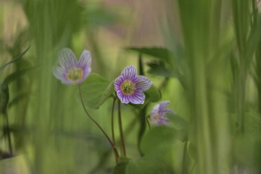 Oxalis (Türlerin çoğu ahşap sorrels olarak bilinir (bazen 