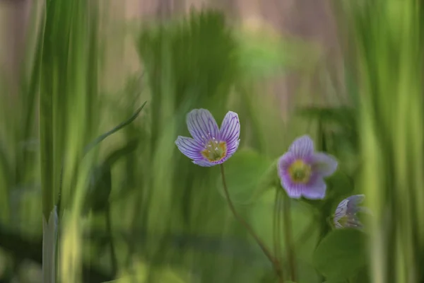 Oxalis Molte Delle Specie Sono Conosciute Come Acetose Legno Volte — Foto Stock