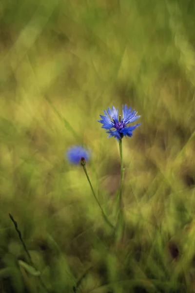 Centaurea Cyanus Широко Известный Васильковый Холостяцкая Пуговица — стоковое фото