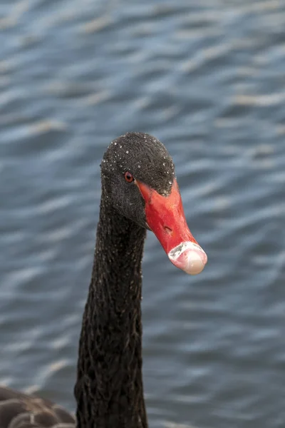 Black Swan Black Swan Cygnus Atratus Large Waterbird — Stockfoto