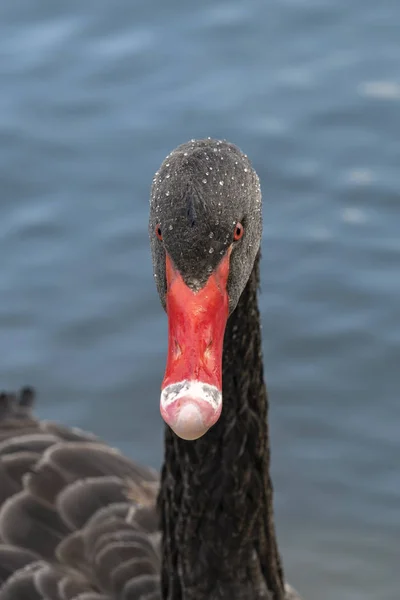 Black Swan Black Swan Cygnus Atratus Large Waterbird — Stockfoto