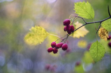 Krataegus yaygın olarak Hawthorn, quickthorn, thornapple, May-tree, whitethorn veya hawberry olarak bilinir.