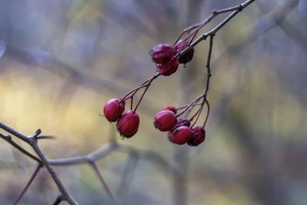 Krataegus Yaygın Olarak Hawthorn Quickthorn Thornapple May Tree Whitethorn Veya — Stok fotoğraf