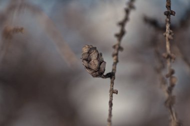 Larix (Karaçam), Larix familyasından bir kozalaklı ağaçtır.)