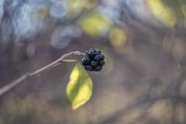 Eleutherococcus Sessiliflorus Een Geslacht Uit Doornstruiken Araliaceae — Stockfoto