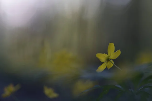 Anemone Genere Circa 200 Specie Piante Fiore Della Famiglia Delle — Foto Stock