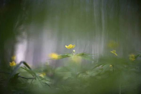 Anemon Ett Släkte Cirka 200 Arter Blommande Xter Familjen Ranunculaceae — Stockfoto