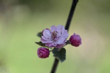 Malus, gülgiller (Rosaceae) familyasından yaklaşık 3055 küçük yaprak döken ağaç türü..