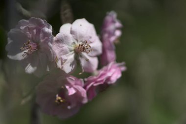 Malus, gülgiller (Rosaceae) familyasından yaklaşık 3055 küçük yaprak döken ağaç türü..