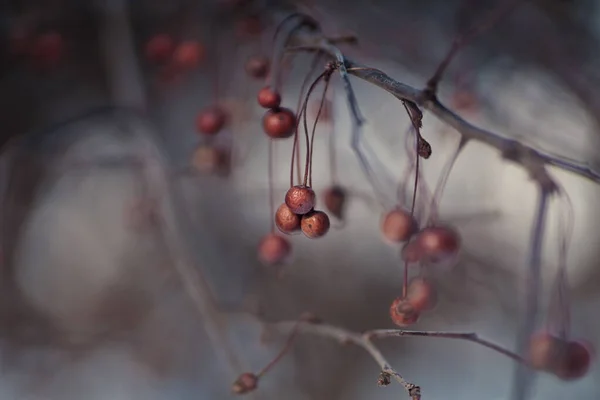 Malus Genere Circa 3055 Specie Piccoli Alberi Arbusti Decidui Della — Foto Stock