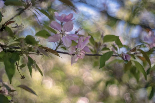 Malus Είναι Γένος Περίπου 3055 Είδη Μικρών Φυλλοβόλων Δένδρων Θάμνων — Φωτογραφία Αρχείου