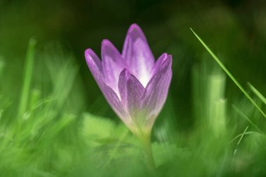 Crocus (ilkbahar çiçeklerinden biri)