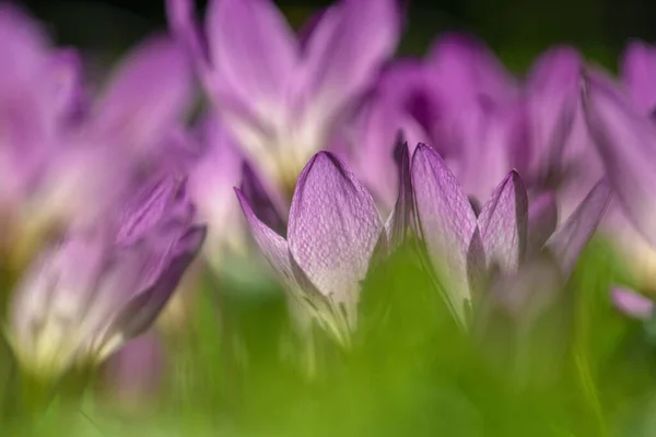 Crocus Egy Első Tavaszi Virágokból — Stock Fotó