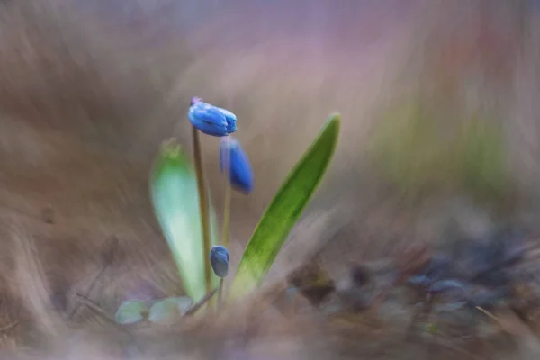 Scilla Squill First Spring Flowers — Stock Photo, Image