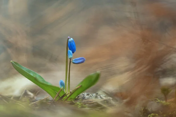 Scilla Squill First Spring Flowers — Stock Photo, Image