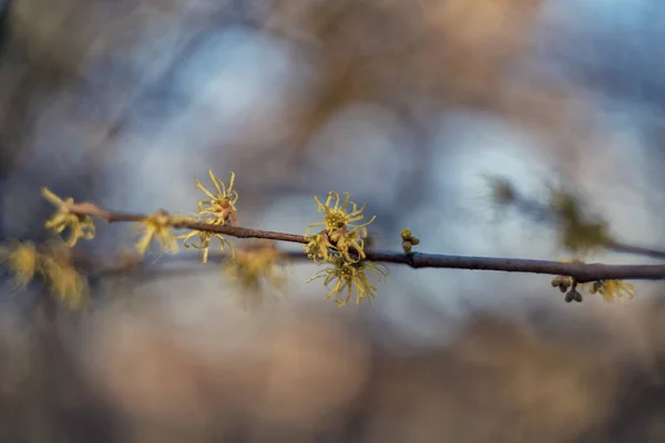 Czarownice Lub Leszczyny Hamamelis — Zdjęcie stockowe