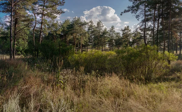 Doğa, manzara, mevsim — Stok fotoğraf