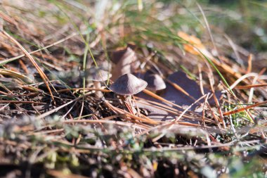 Bahar, çim, mantar, orman, mantarı, bitkiler, içinde mantar, sezon, sessiz, avcılık, tereyağı,