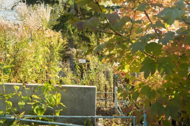 mezar, mezarlık, çiçekler, açık günde, Güneş, Doğa, ölü, ölüm, ağaçlar, yapraklar,