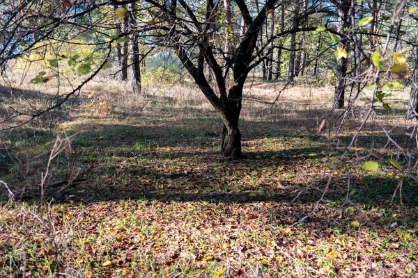 Saison, rivière, printemps, automne, hiver, arbres, ciel, aube, été, eau, nature, crépuscule, végétation, paysage, feuilles, arbre, bonsaï, mûrier, nuit, lumière, tige, branche, feuilles, vert, rouge, jaune, lumière, soir, plante, chaleur, couleurs, automne , — Photo