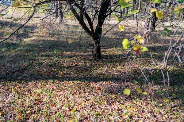 mevsim, nehir, bahar, sonbahar, kış, ağaçlar, gökyüzü, şafak, yaz, su, Doğa, alacakaranlık, bitki örtüsü, peyzaj, yaprakları, ağaç, bonsai, dut, gece, ışık, kök, şube, yaprakları, yeşil, kırmızı, sarı, ışık, akşam, bitki, ısı, renk, sonbahar,