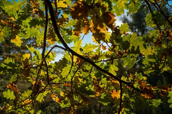 mevsim, nehir, bahar, sonbahar, kış, ağaçlar, gökyüzü, şafak, yaz, su, Doğa, alacakaranlık, bitki örtüsü, peyzaj, yaprakları, ağaç, bonsai, dut, gece, ışık, kök, şube, yaprakları, yeşil, kırmızı, sarı, ışık, akşam, bitki, ısı, renk, sonbahar,